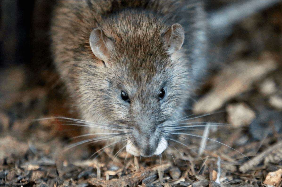 Miles de ratas causan alerta en la capital francesa
