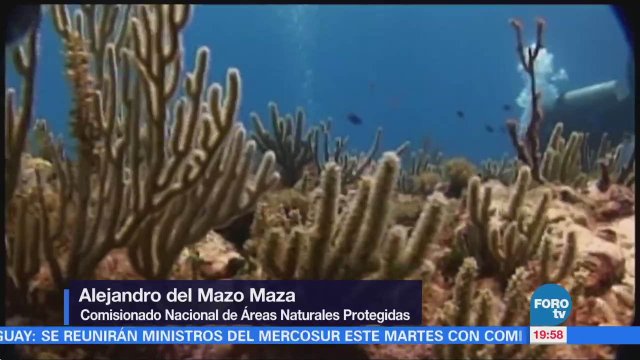 Monitorean salud de arrecifes de coral del Caribe mexicano