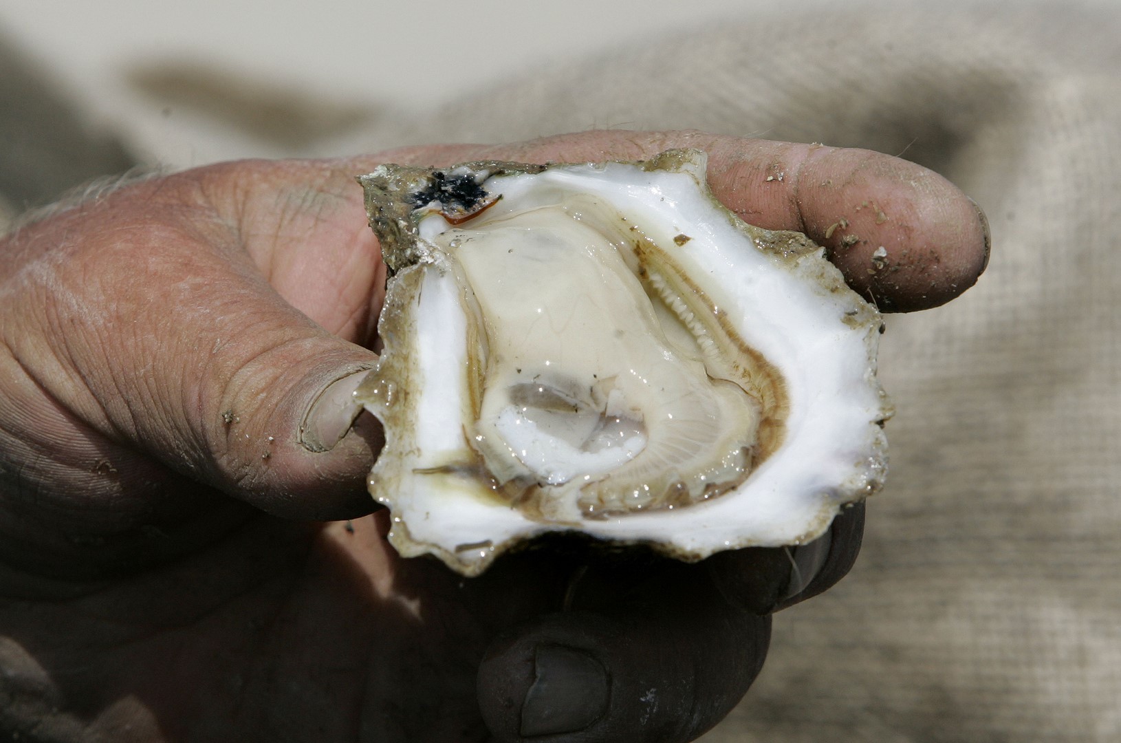 Muere mujer tras comer ostras crudas infectadas con bacteria 'come carne'