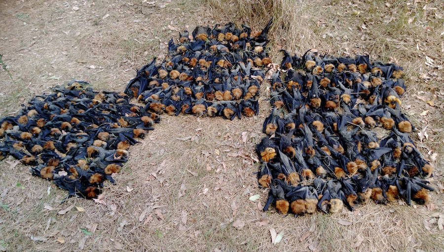 Miles de murciélagos mueren a causa del calor en Australia