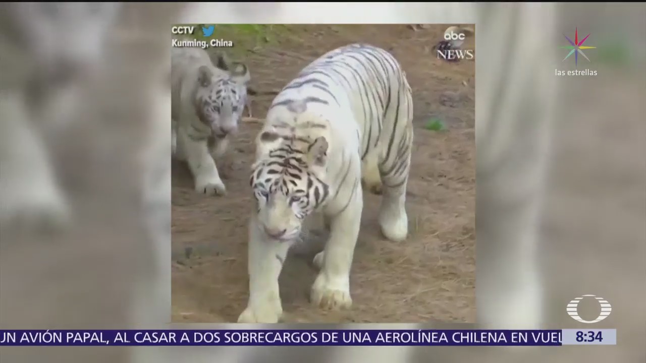 Nacen sextillizos de tigre blanco en China