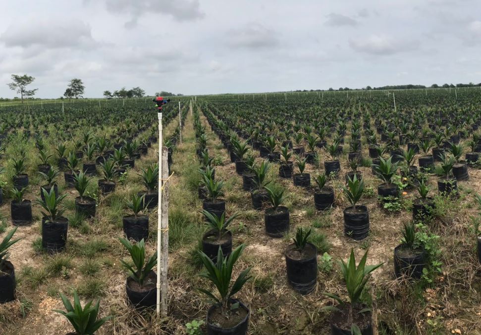 Campeche, mayor productor de palma de aceite en el país