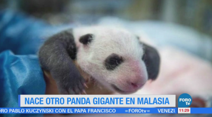 Extra Extra: Nace otro panda gigante en Malasia