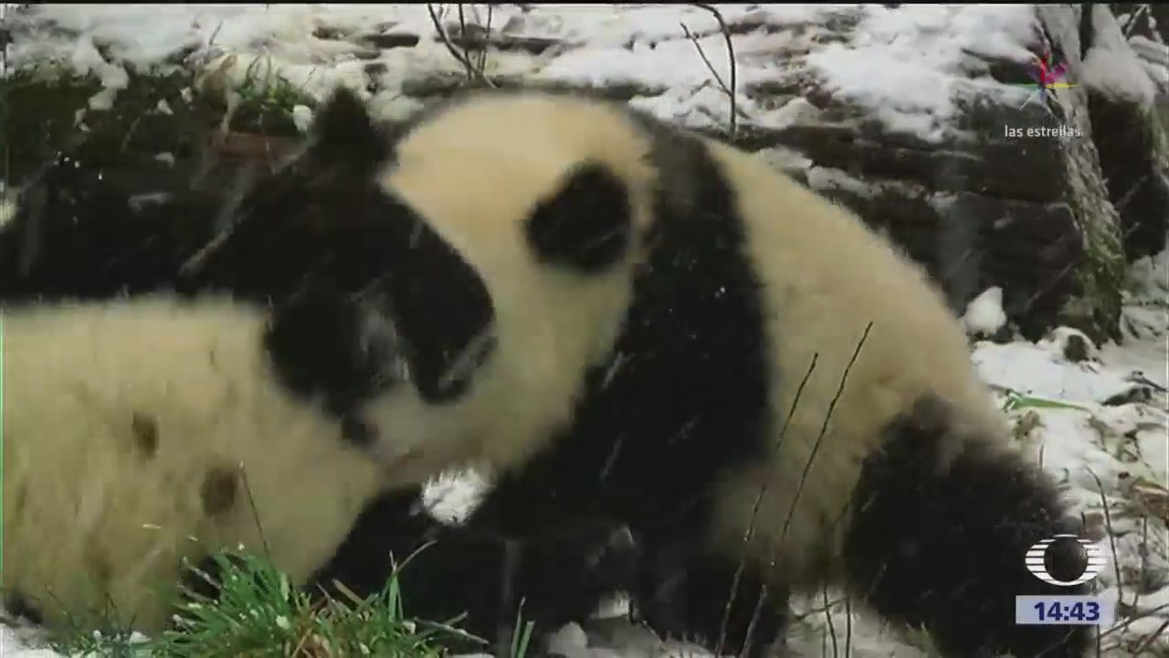 Pandas Disfrutan Nieve Austria