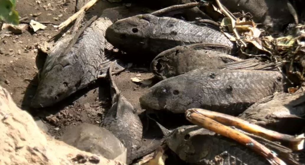 Pez diablo invade lagunas de Veracruz y afecta reproducción de mojarras