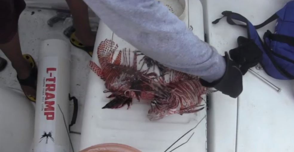 Autoridades de Yucatán y Quintana Roo realizan captura del pez león