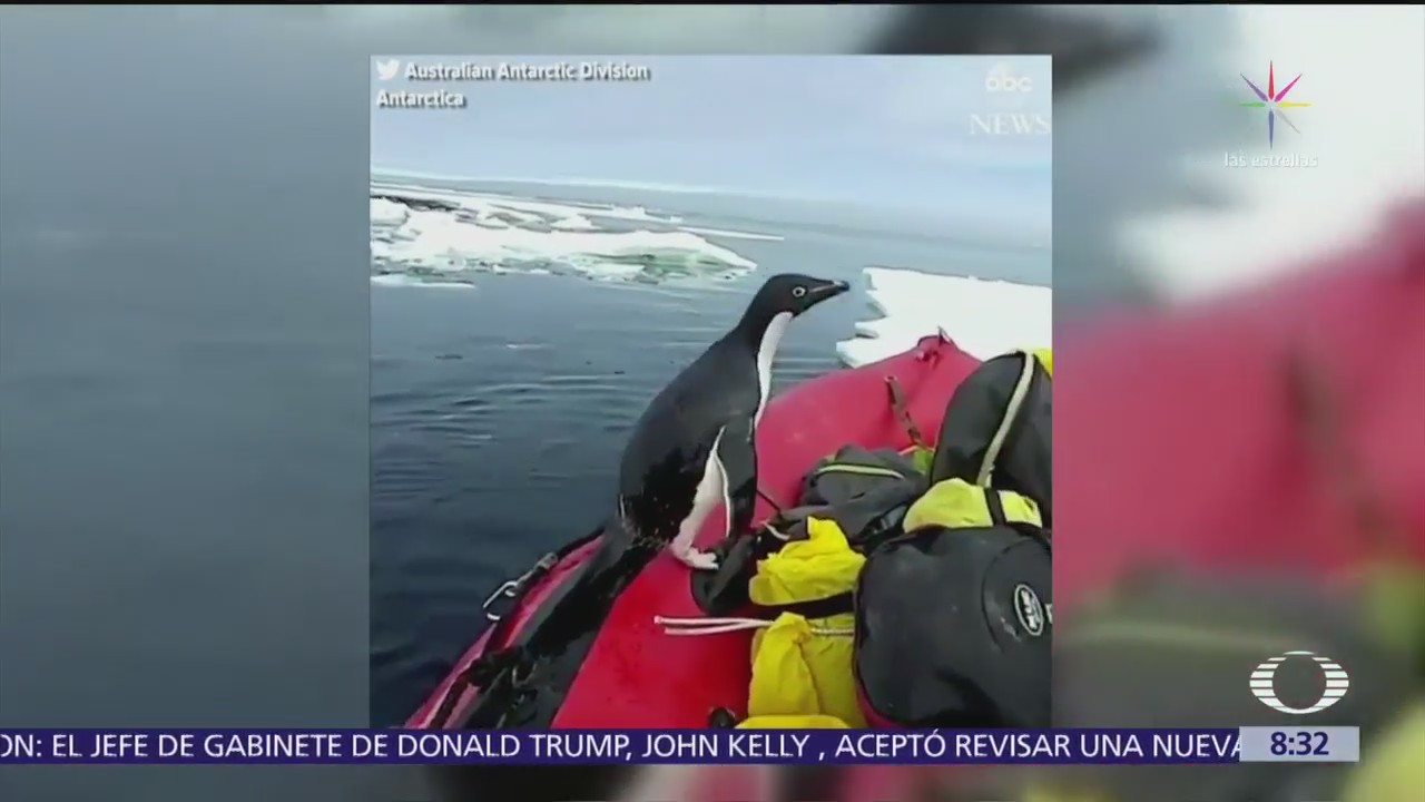 Pingüino salta a un barco