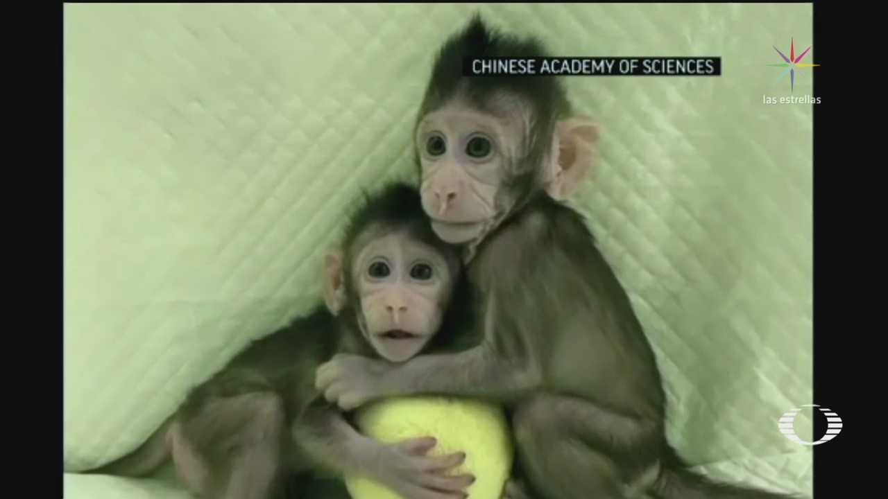 Por primera vez científicos chinos clonan dos monos