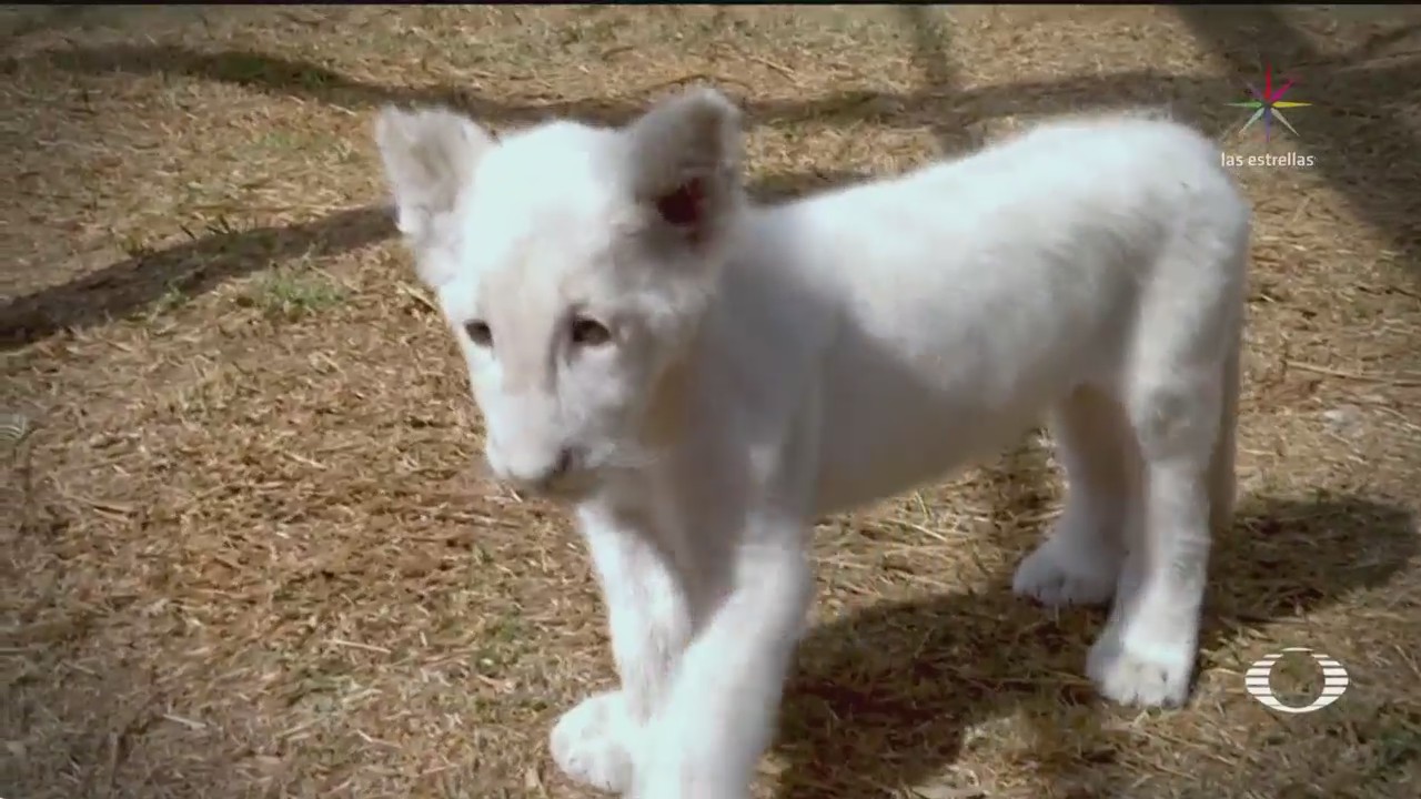 Presentan león blanco nacido en zoológico de Tlaxcala