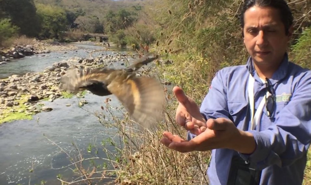 profepa rescata y reintegra habitat 31 ejemplares fauna silvestre estado mexico