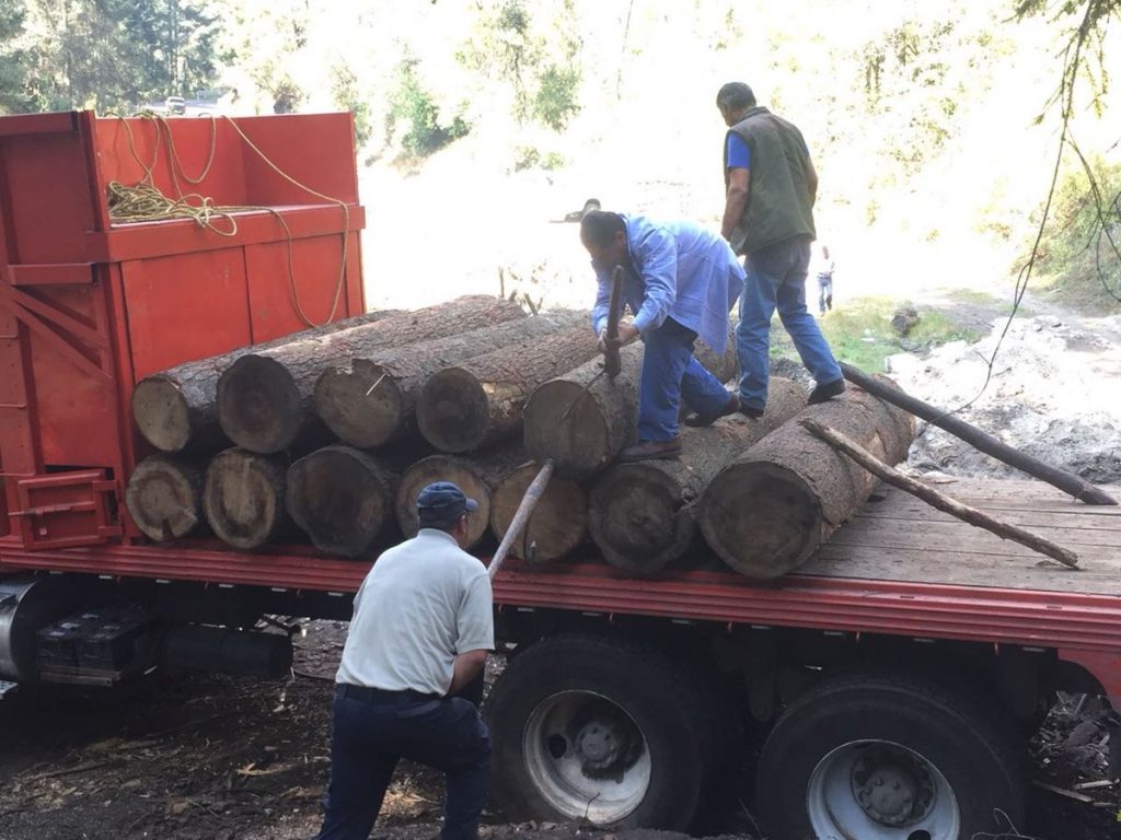 Aseguran madera en rollo en el Nevado de Toluca