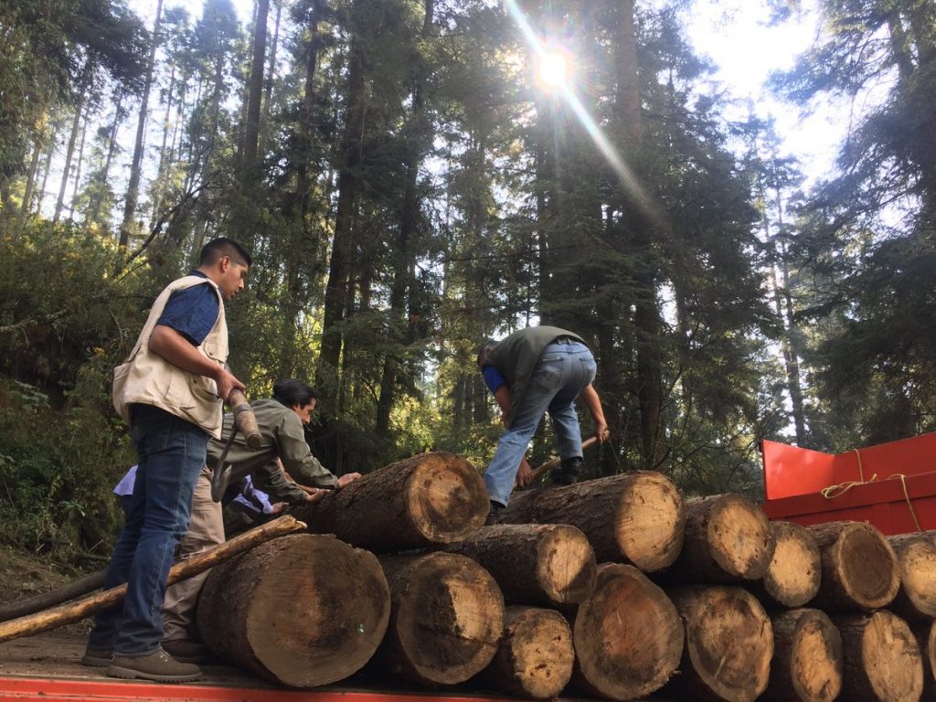 Aseguran madera en rollo en el Nevado de Toluca