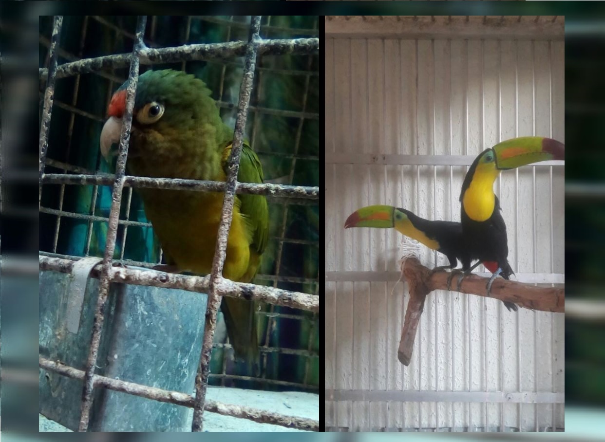 Aseguran aves exóticas en dos inmuebles en la Ciudad de México