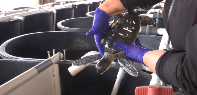 Rescatan a tortugas marinas aturdidas por bajas temperaturas en Florida
