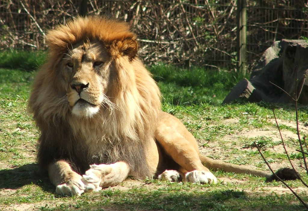 Cazador es asesinado mientras cazaba a un león