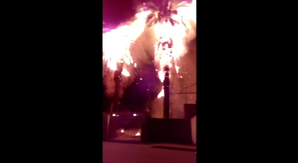 Se incendian palmeras durante cabalgata en Zimapán
