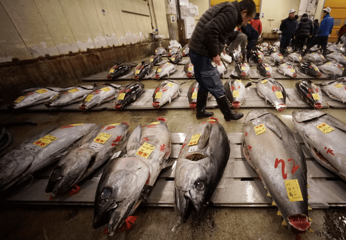 Subastan atunes en Tokio. (AP) 