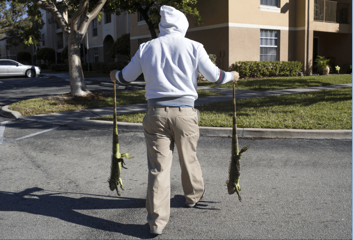 Hombre recoge a dos iguanas aturdidas por el frío en Florida