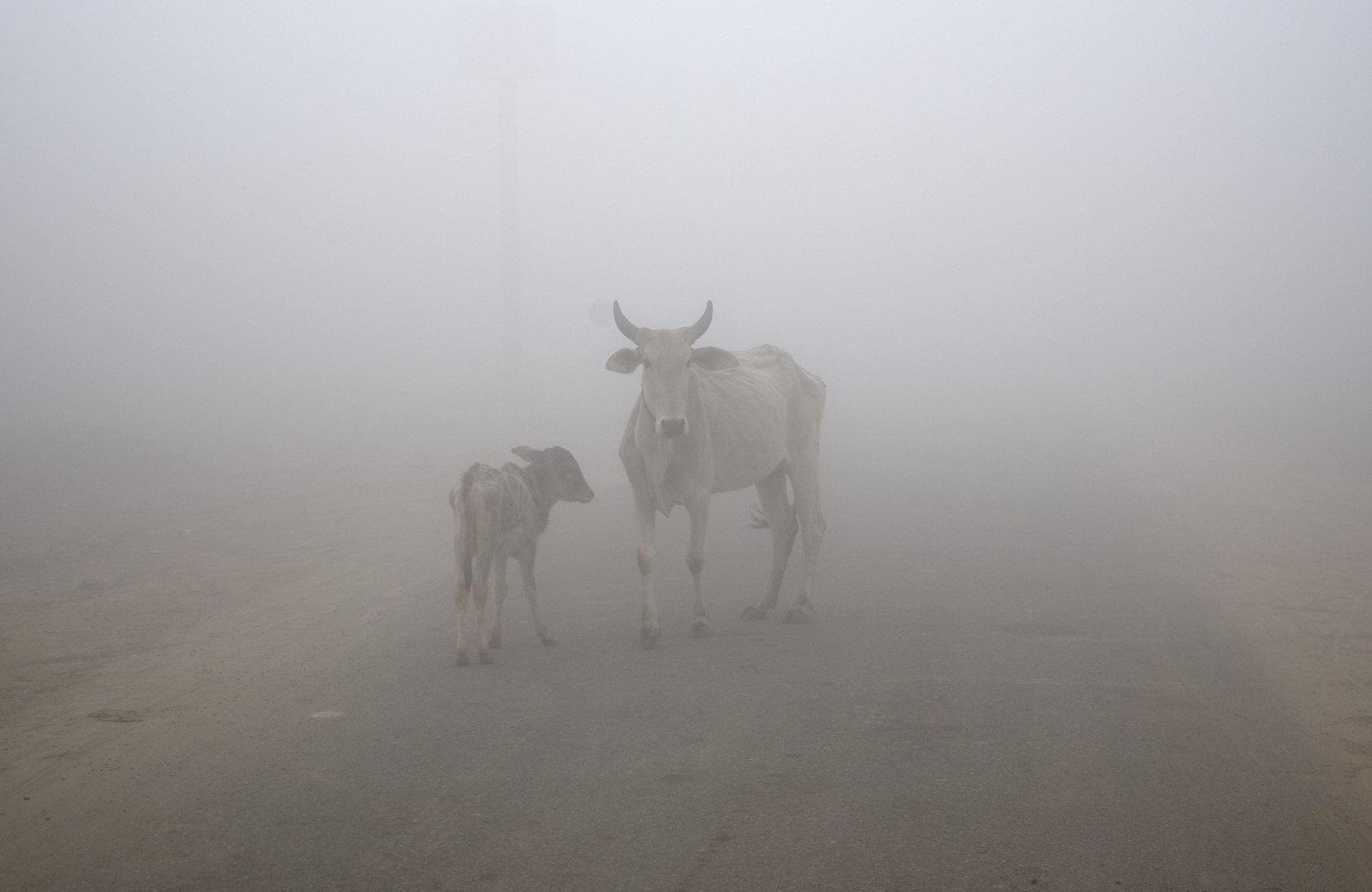 Vaca en pista de aterrizaje obliga a desviar vuelos en India