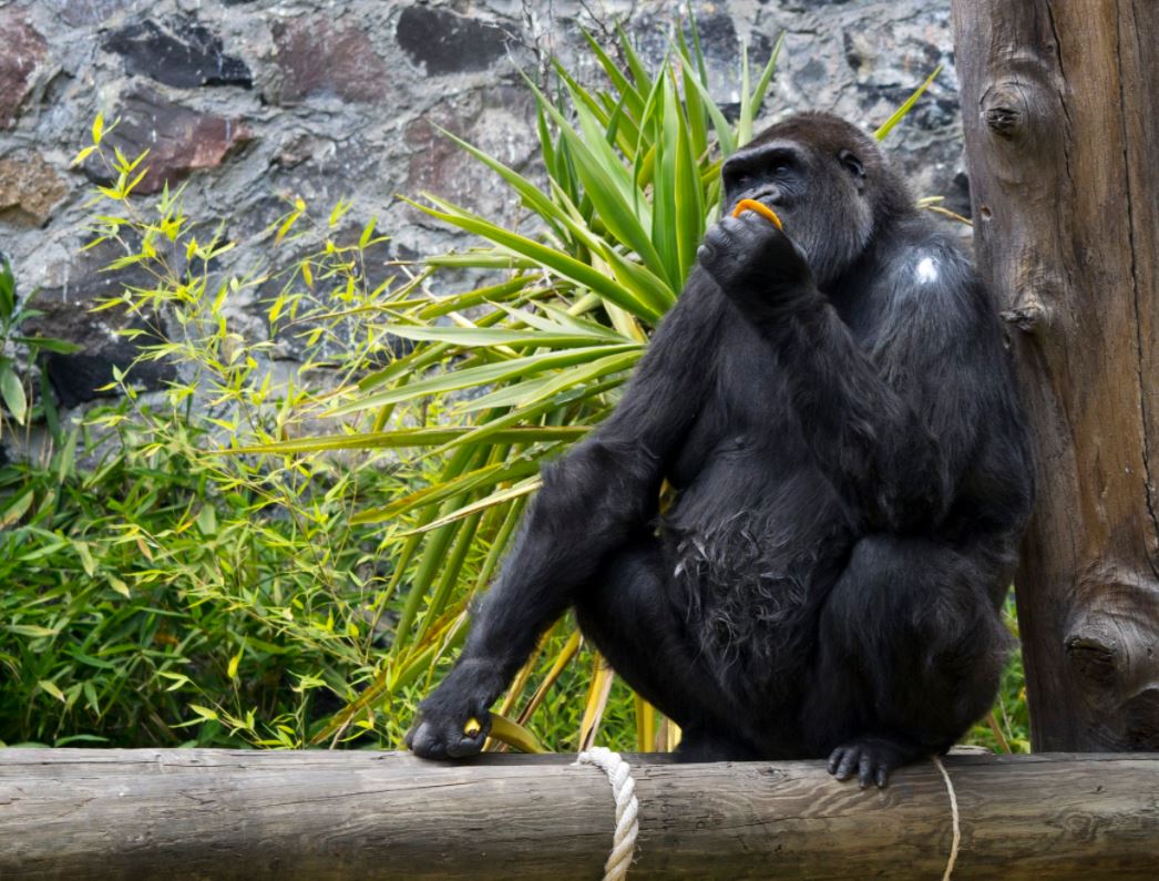 muere gorila 'arila' en parque ecológico zacango, en el estado de mexico