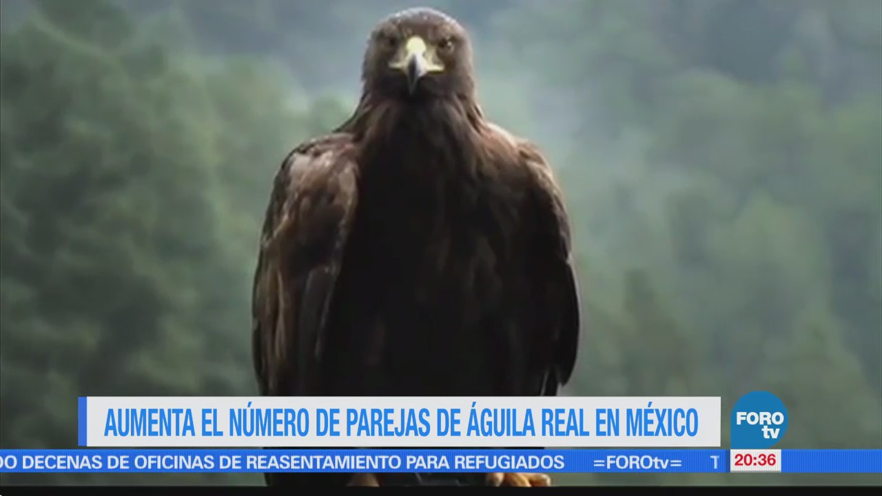 Aumenta el número de parejas de águila real en México