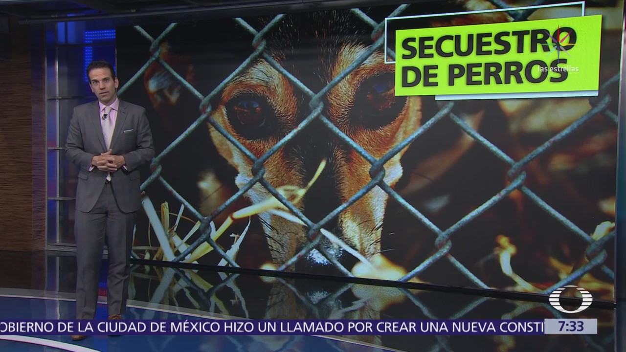 Aumenta secuestro de perros en la CDMX, los delincuentes piden rescates