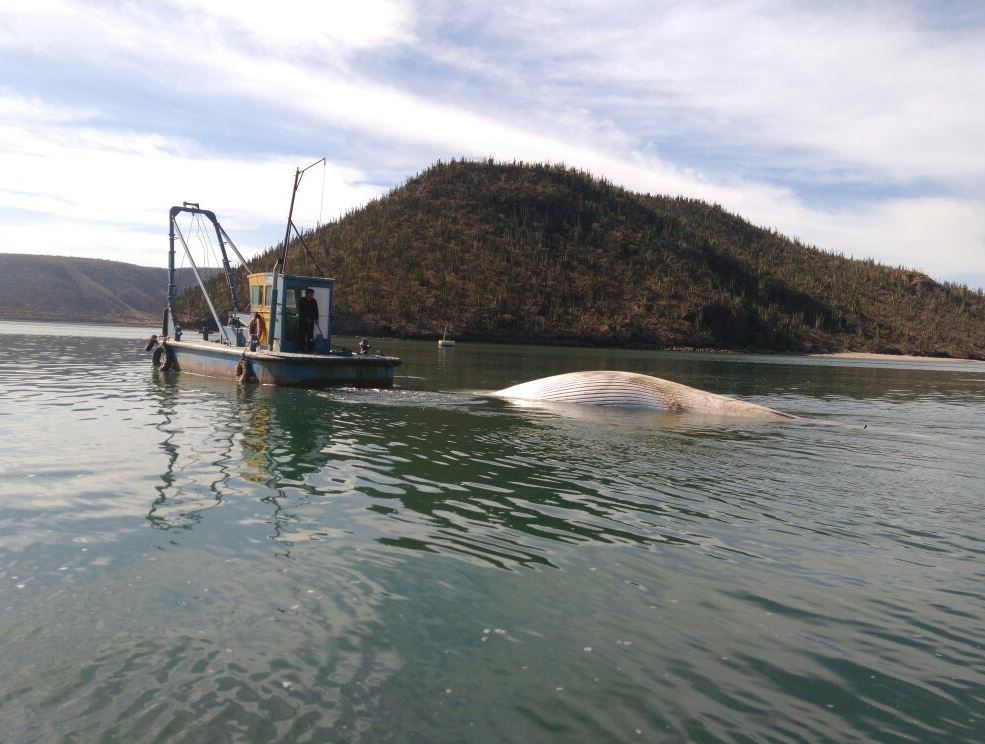 Profepa atiende varamiento de ballena en Guaymas, Sonora