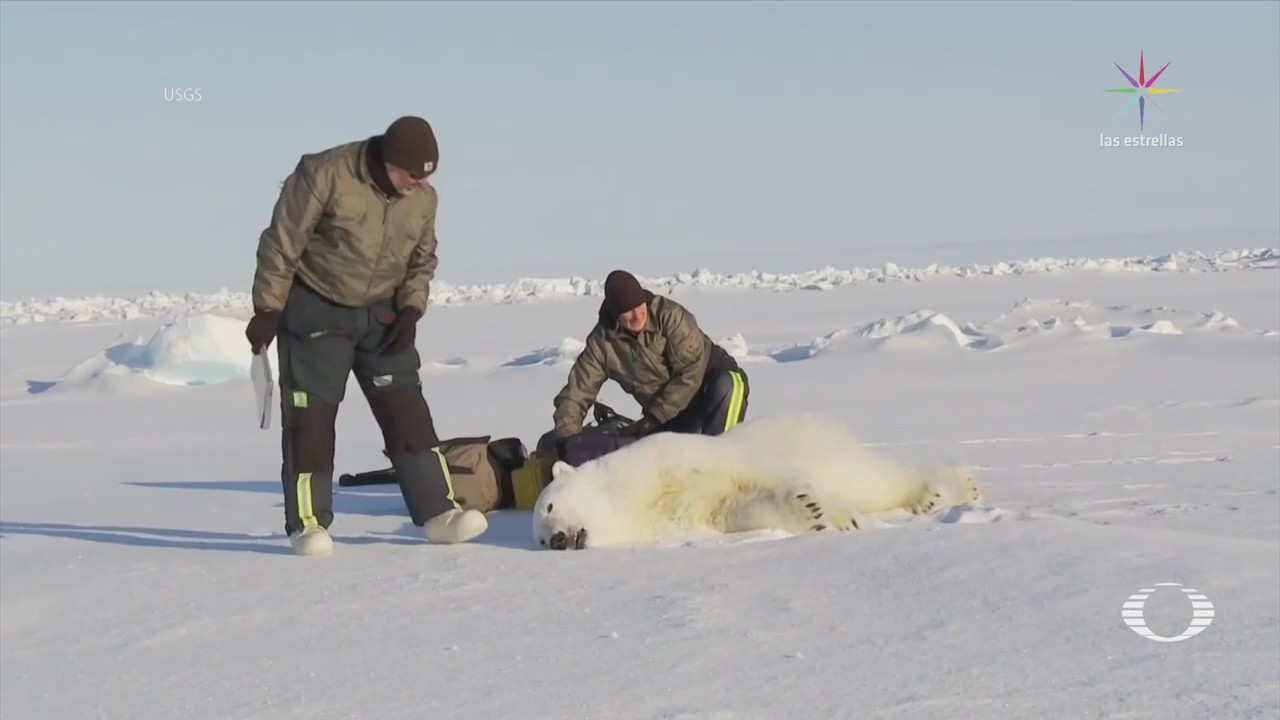 Cámara en cuello de oso polar registra sus actividades diarias