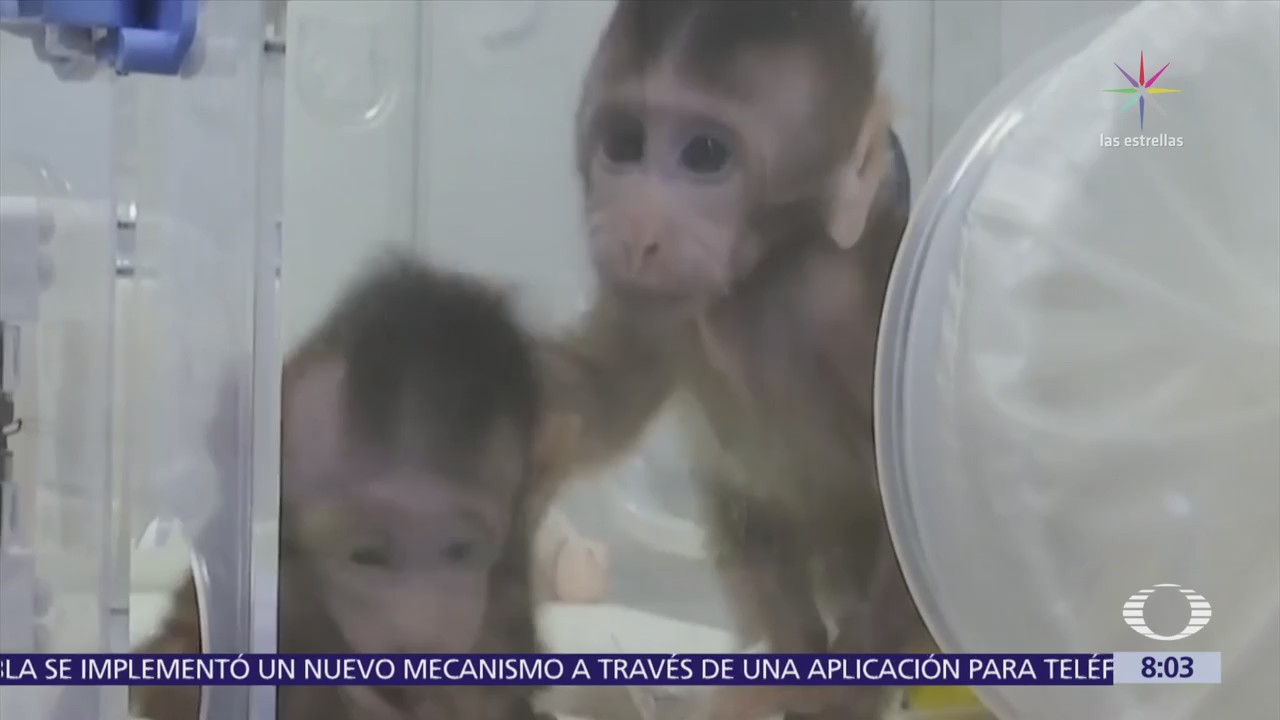 Científicos chinos clonan pareja de monos