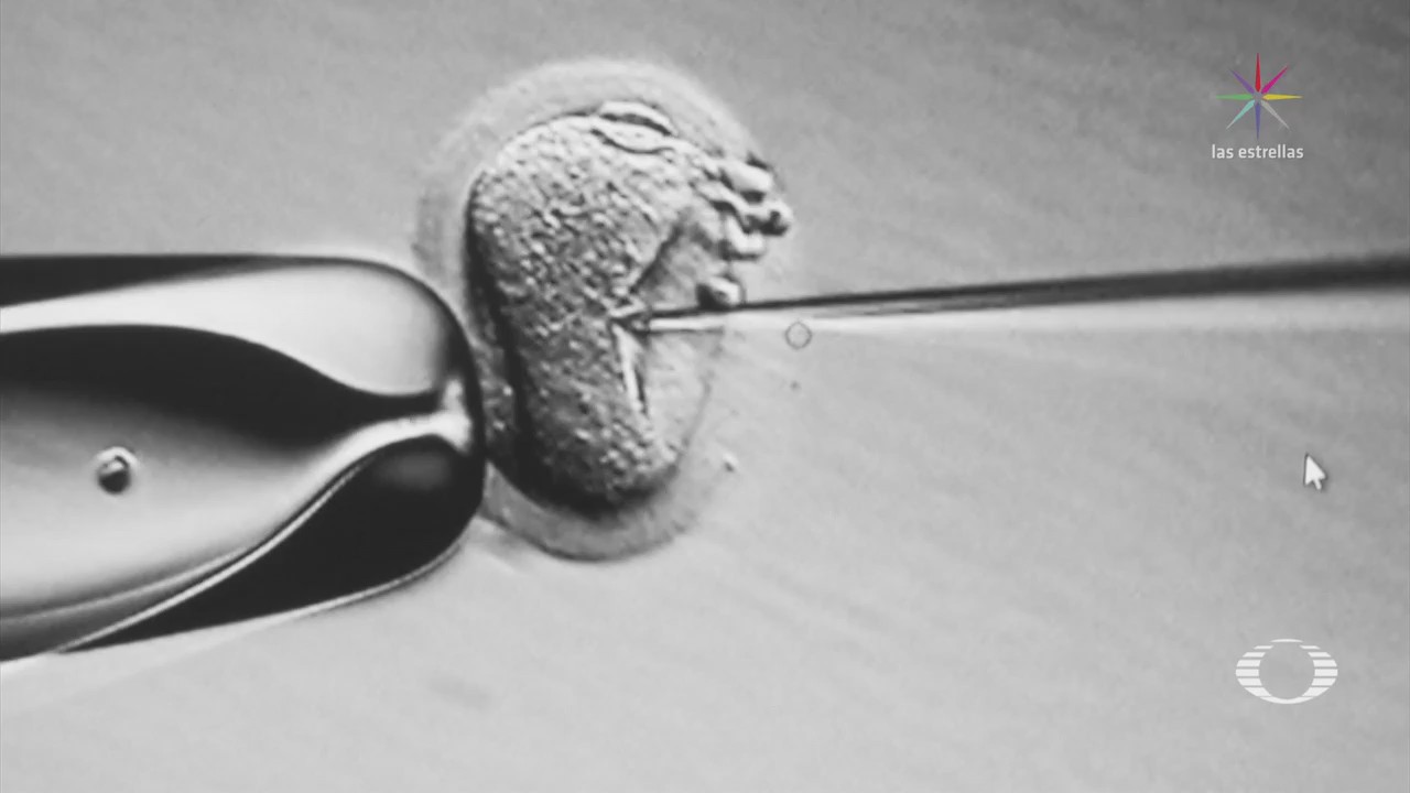 Científicos logran madurar óvulos humanos en laboratorio