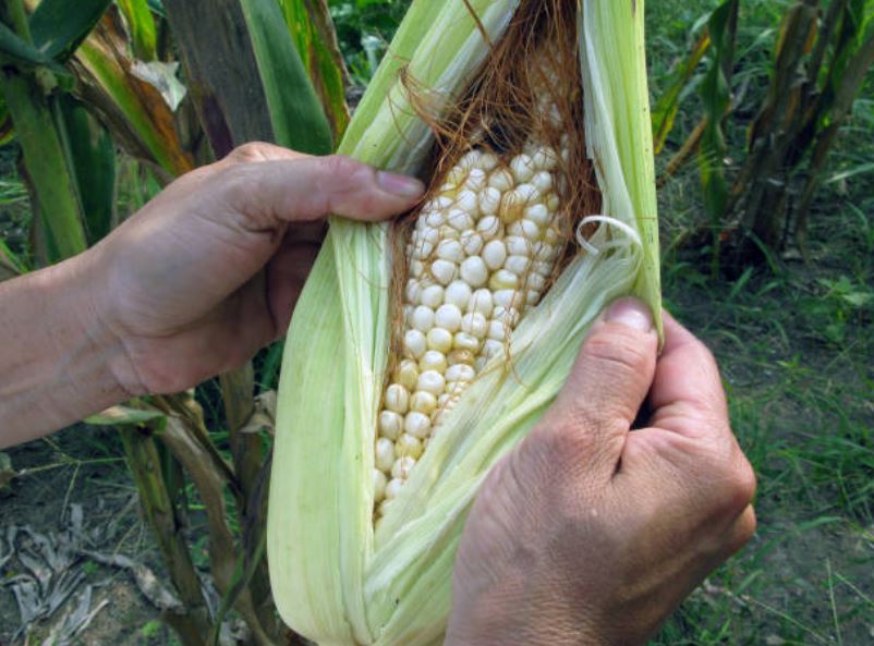 Prevén buena cosecha de maíz para este año en Veracruz. (Gettyimages)