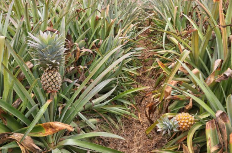 Crece la producción del cultivo de piña en Veracruz
