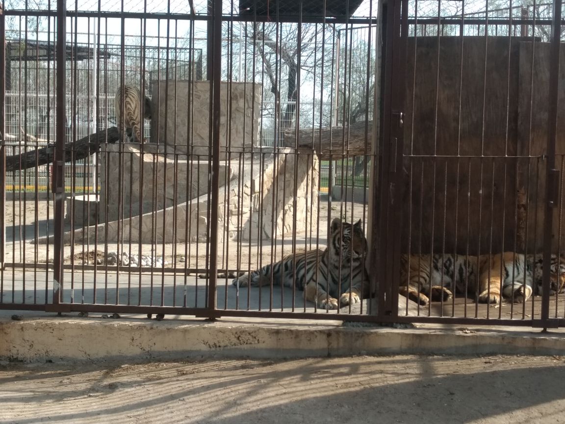 Descubren parque ecológico abandonado con animales vivos en Reynosa
