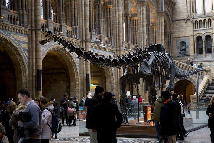 Continúa gira del esqueleto del gran dinosaurio "Dippy" por museos de Londres