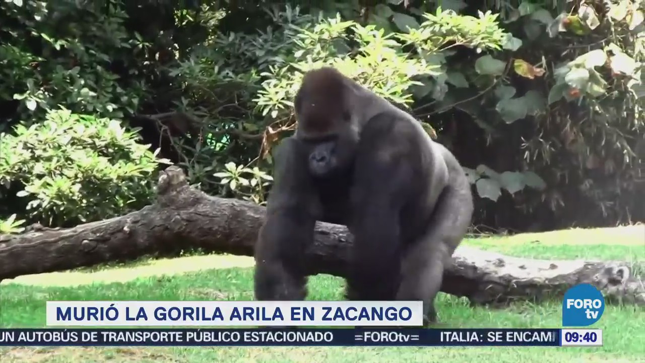 Extra Extra: Murió la gorila ‘Arila’ en Zacango
