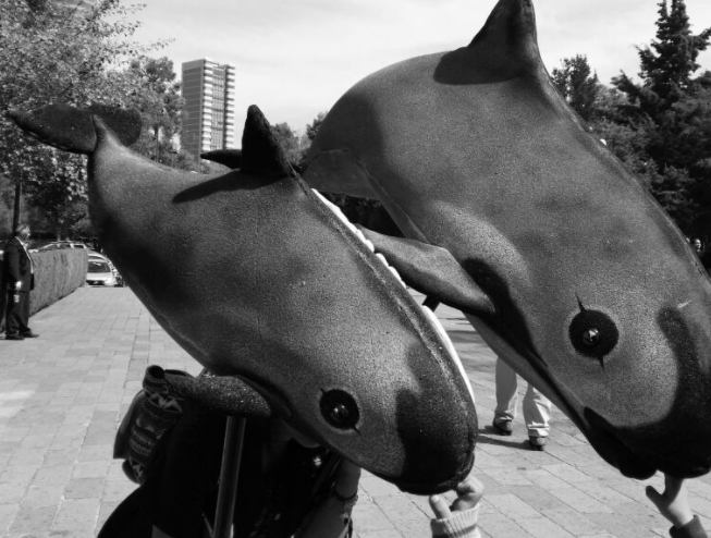 Marchan en la CDMX para hacer conciencia por la vaquita marina