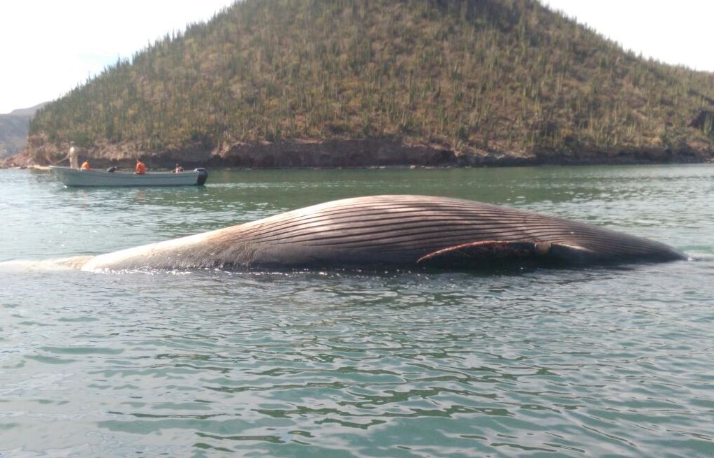 Profepa atiende varamiento de ballena en Guaymas, Sonora