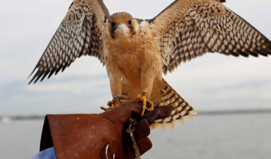 Águilas y halcones apoyan terapias para niños que sufren acoso y abuso