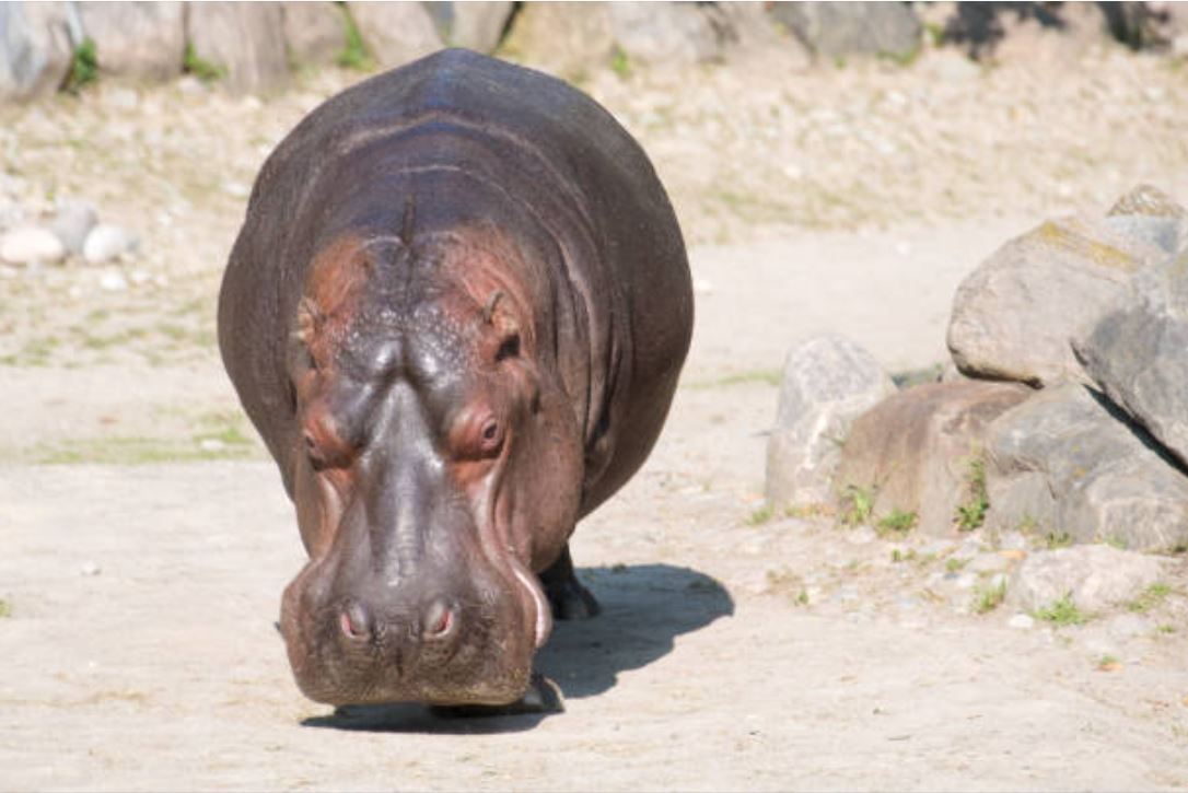 Piden a Profepa Veracruz resguardar al hipopótamo