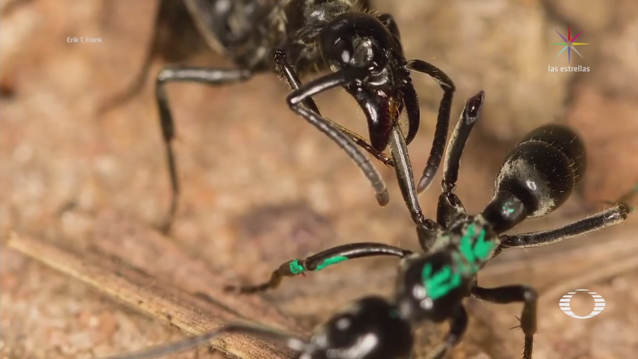 Hormigas de África curan heridas de sus compañeras
