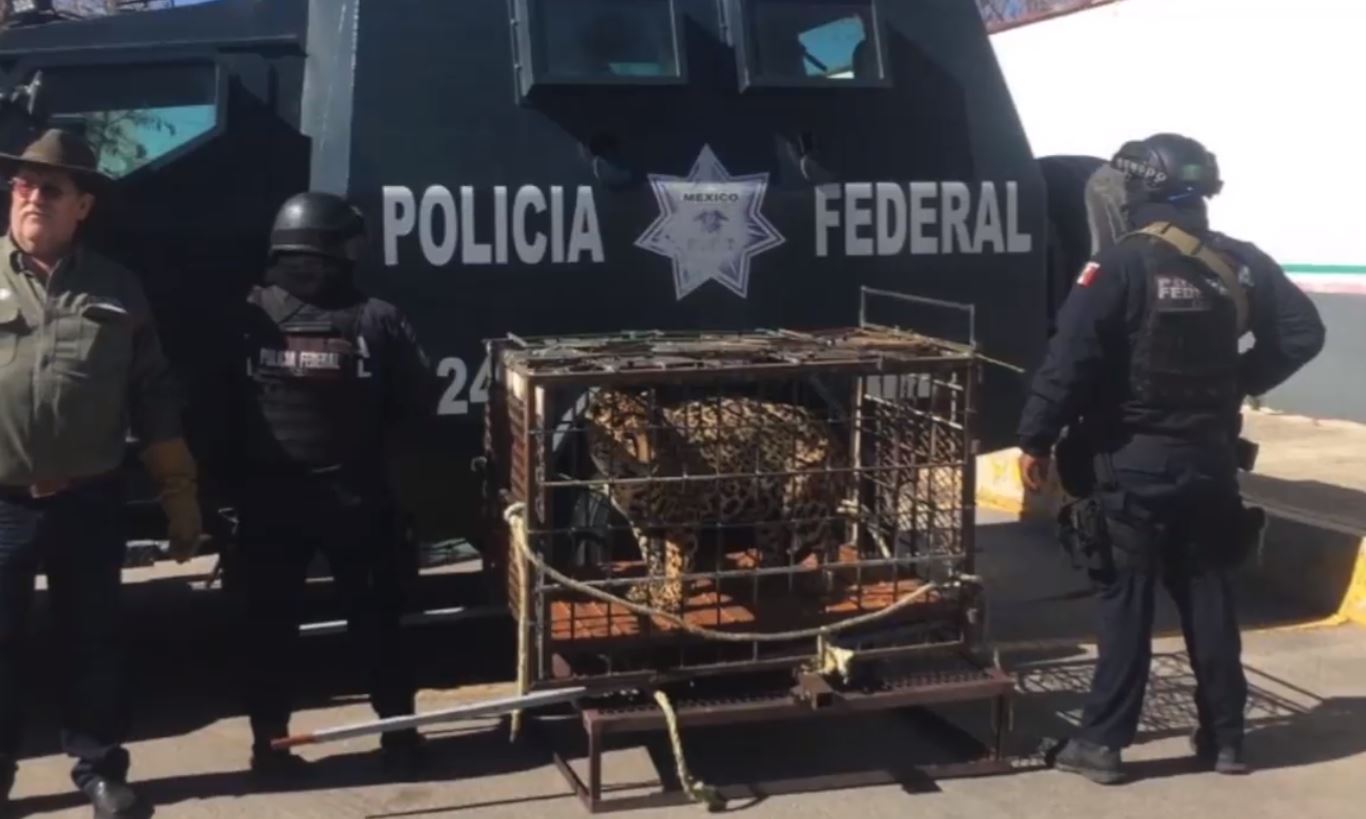 Aseguran a jaguar encontrado dentro de una jaula en carretera de Chihuahua