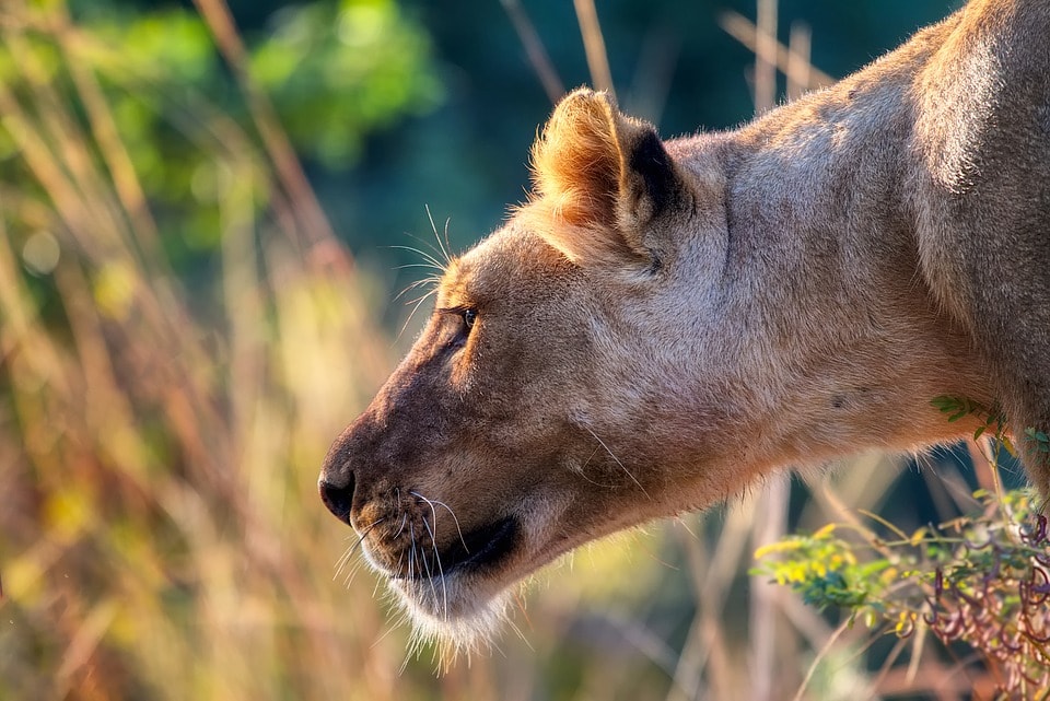 Leonas atacan a macho Delante turistas Safari