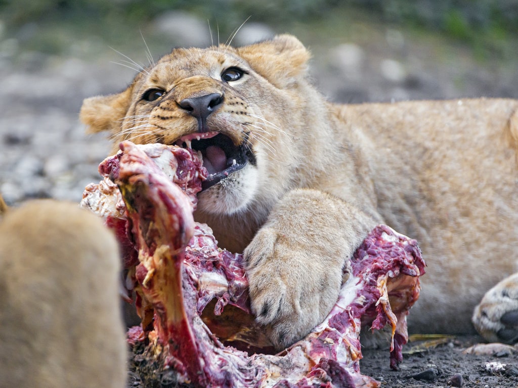 leona-comiendo