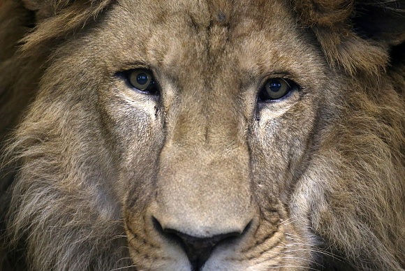 Leones se comen por completo a cazador en Sudáfrica