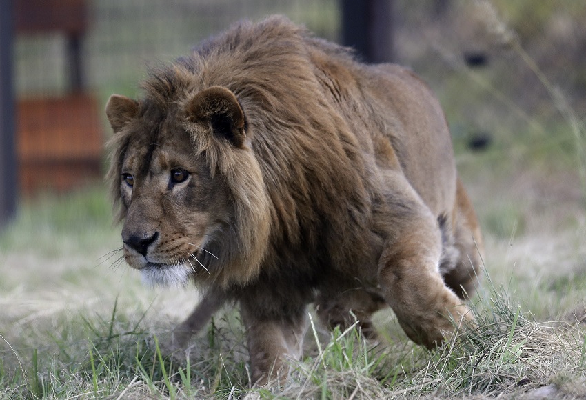 Dos leones rescatados de Irak y Sira llegan a santuario de Sudáfrica