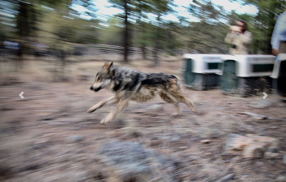 Liberan cinco ejemplares de lobo mexicano en Chihuahua