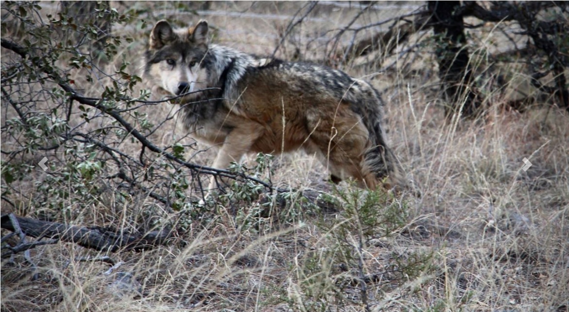 Liberan cinco ejemplares de lobo mexicano en Chihuahua