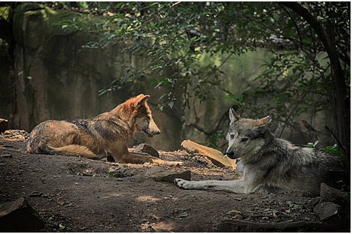 Llegan 9 ejemplares de lobo mexicano a zoológico de León, Guanajuato