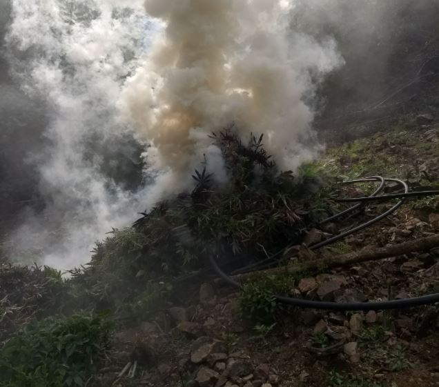 Destruyen más de 222 mil plantas de amapola y marihuana, en Jalisco
