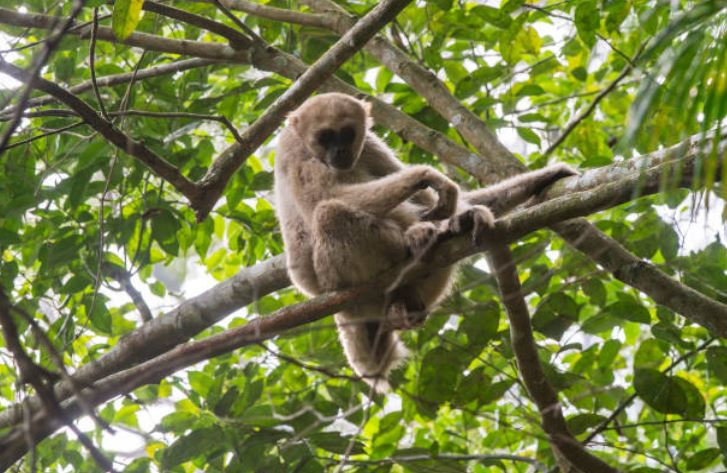 ‘The Jungle Place’, segunda oportunidad de vida para el mono araña
